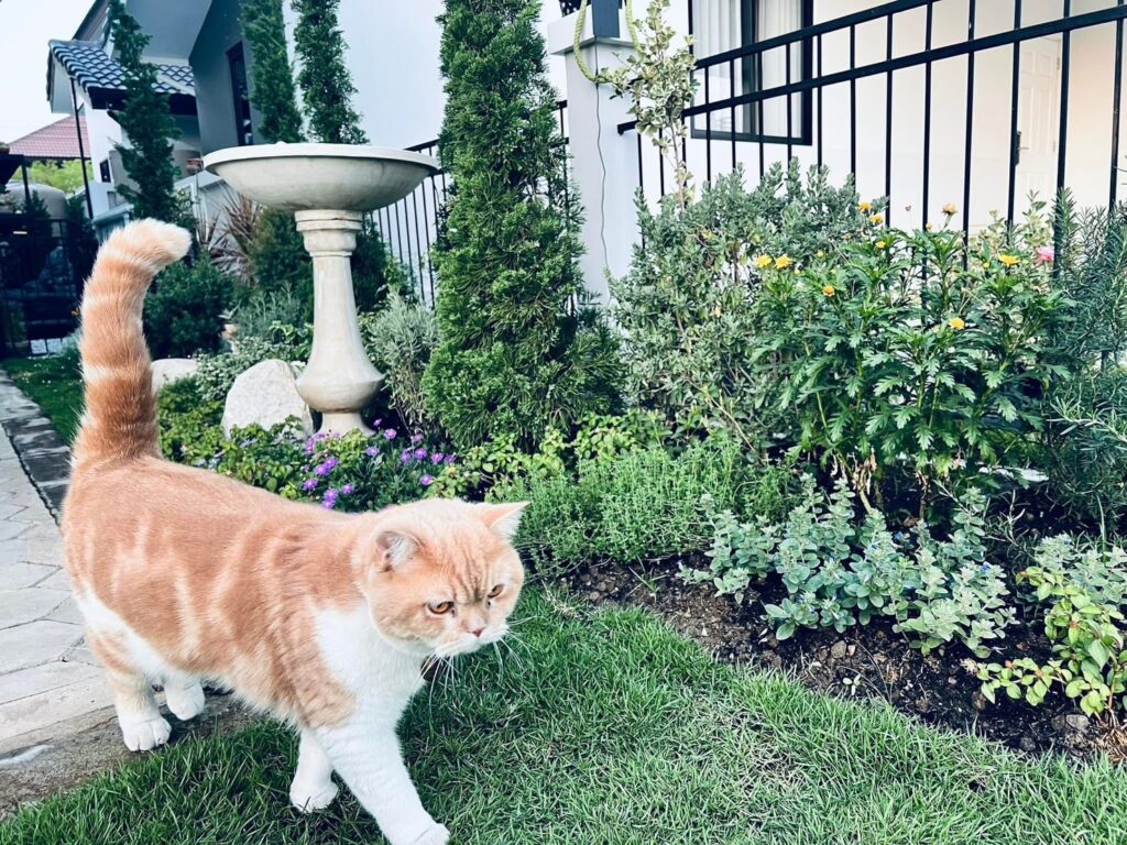pindesign&garden